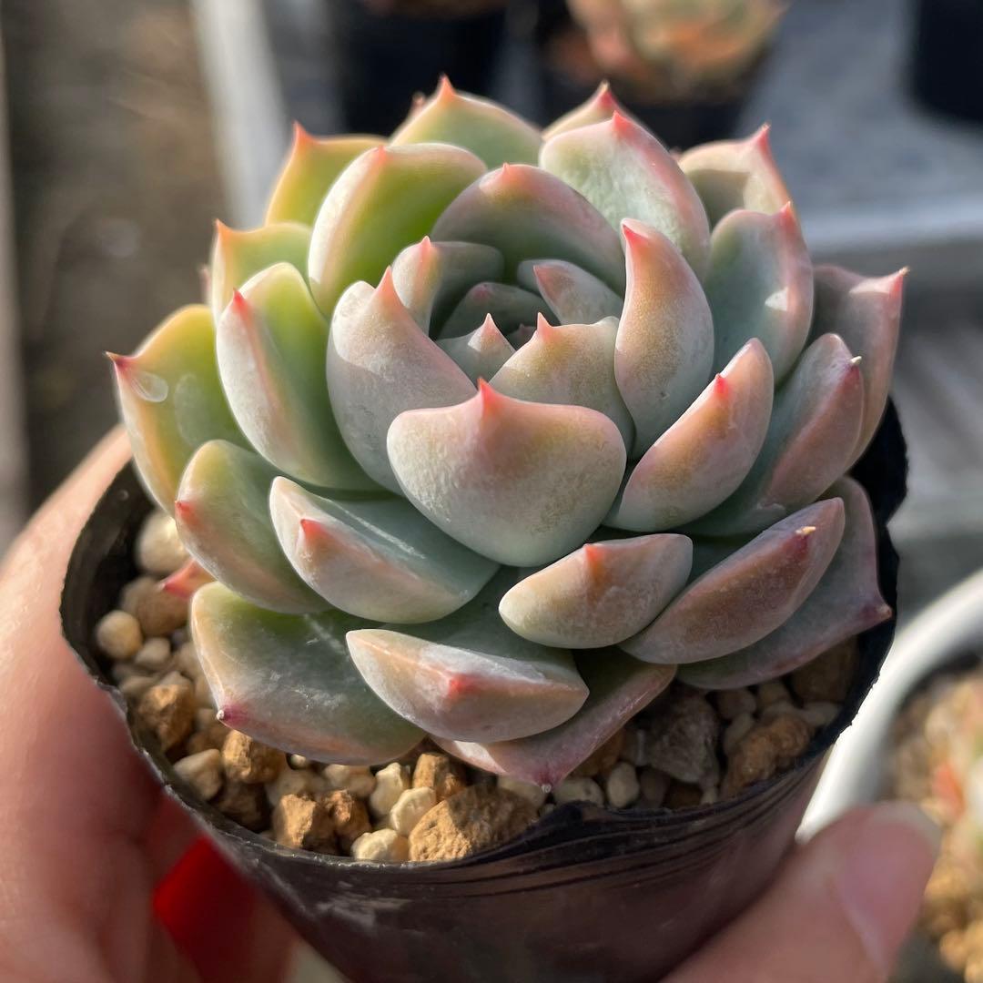 エケベリア 10苗セット ポットごと発送 - メルカリ