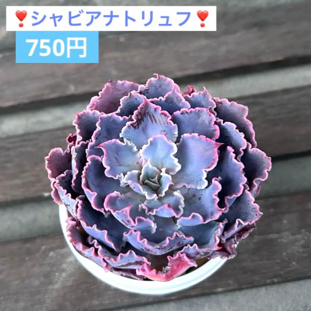 ❣️シャビアナトリュフ①❣️現品 エケベリア 寄せ植え 多肉弁当 多肉