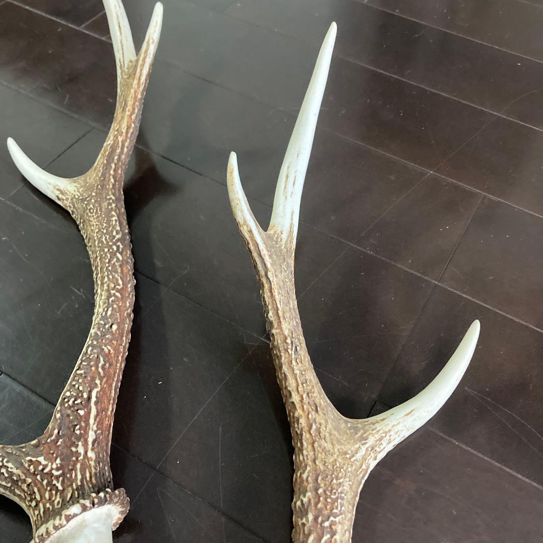 ニホンジカ 一対の角 各51センチ(2本まとめて) - メルカリ
