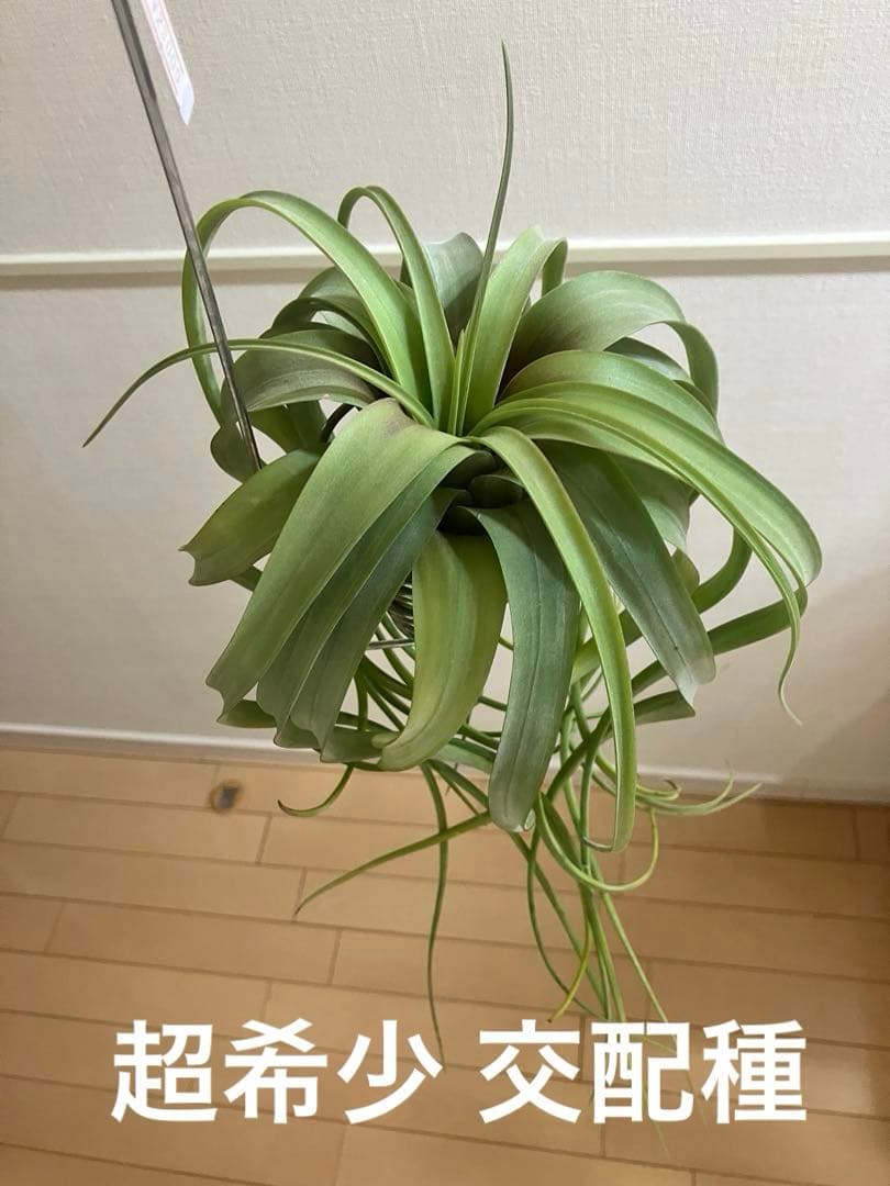 ★*★様 超希少 チランジア リメンバランス ( フレクスオーサ x ストレプト フレクスオーサ × ストレプトフィラ 02号 | air-plants TENGU-DO