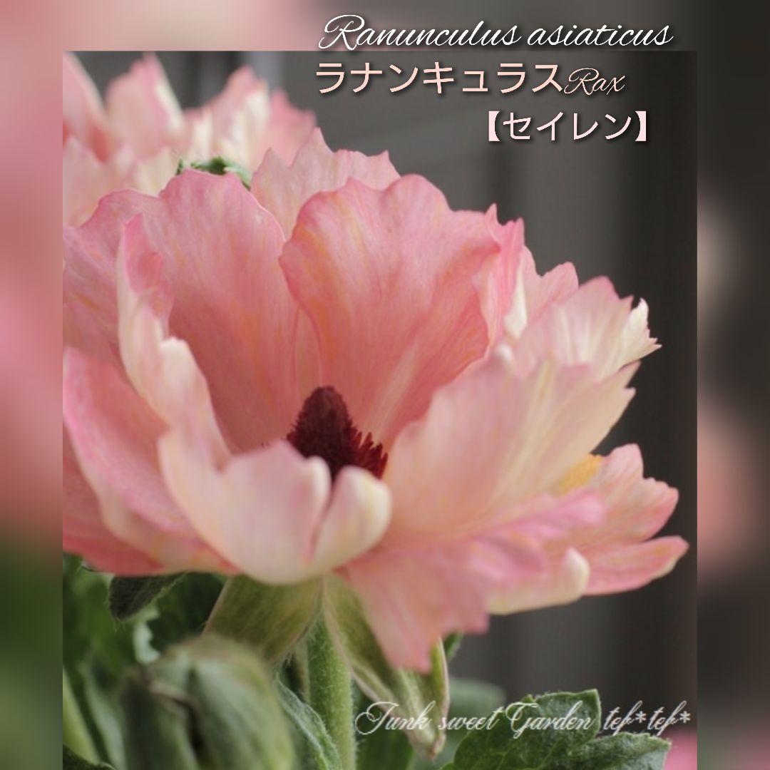 希少 ラナンキュラスラックス『セイレン』3.5号 土を落とさずポット苗