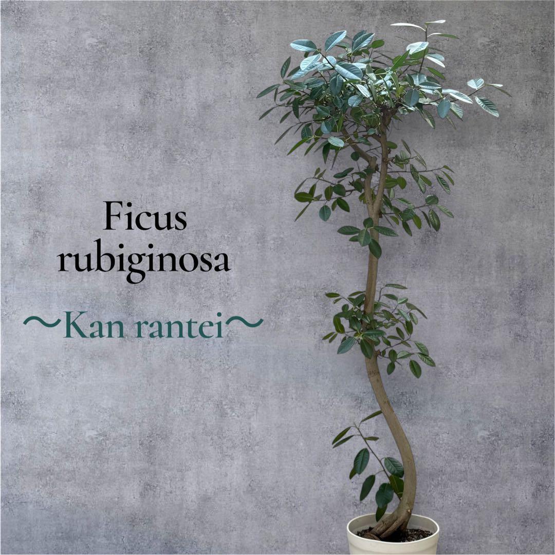 フランスゴムの木 フィカス•ルビギノーサ♪ 152cm リビングサイズ