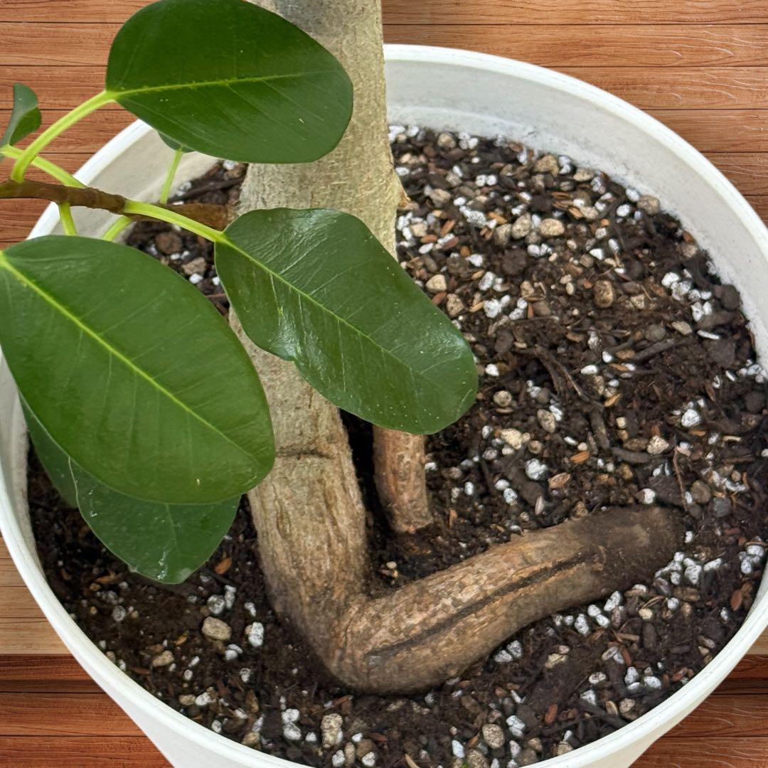 フランスゴムの木 フィカス•ルビギノーサ♪ 152cm リビングサイズ