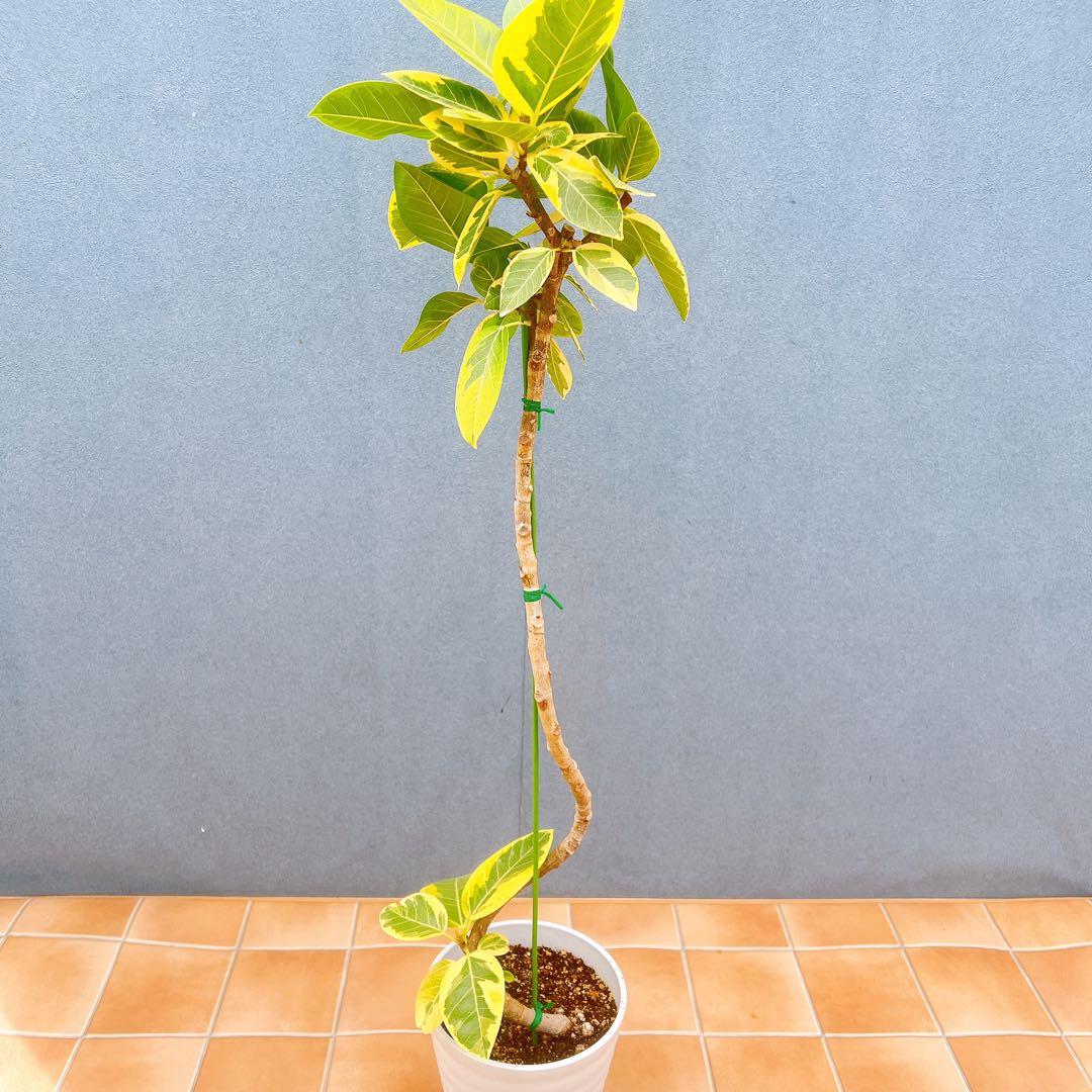 現品 フィカス ゴムの木 アルテシマ 曲がり 10 観葉植物 インテリア