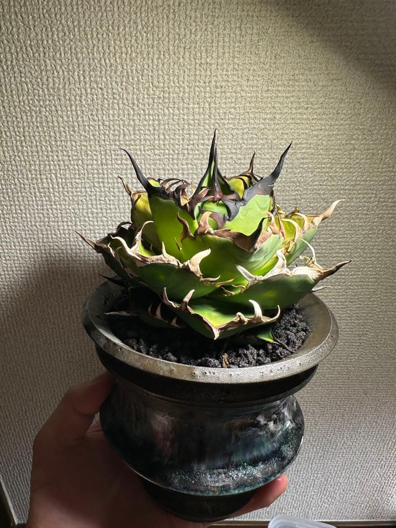 ハデス 子株 - メルカリ