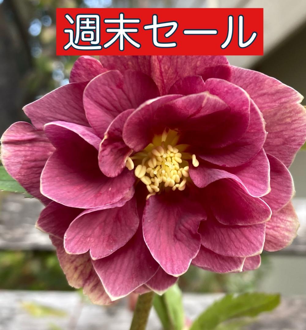 ◉クリスマスローズ苗 ソレイユDD 25⑤