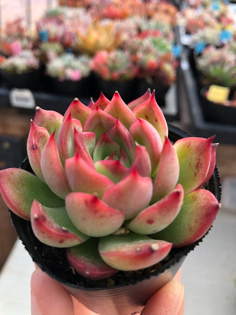 多肉植物 ロウルサンコ苗♡抜き苗セット - メルカリ