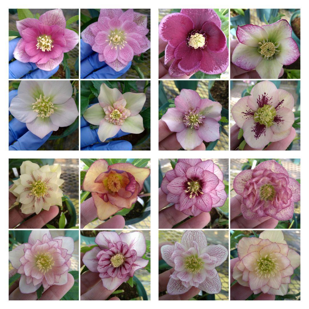 ②クリスマスローズ2年目苗5本セット - メルカリ