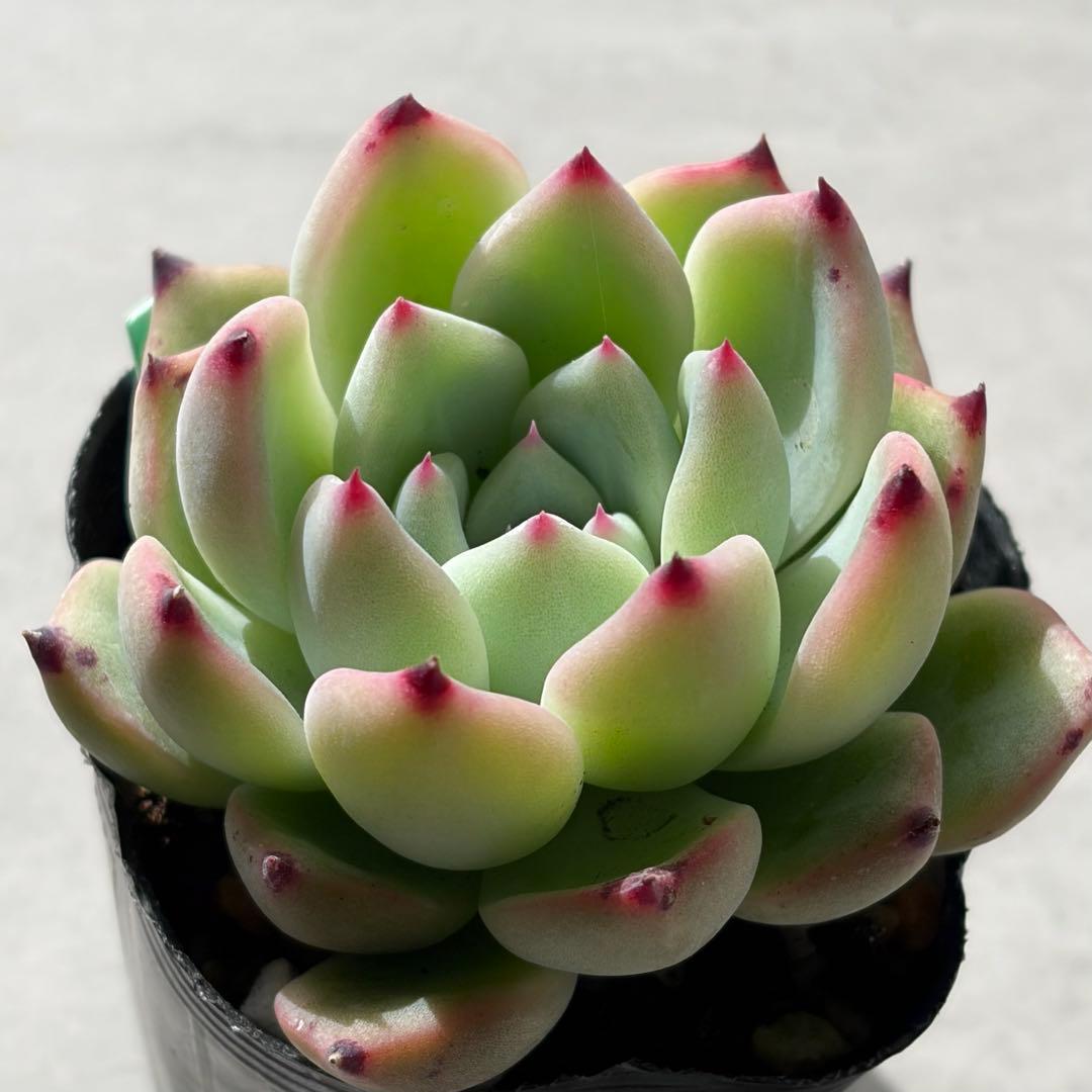 no. 707 リンゼアナ×ざわわ おらいさん 青札 札なし 抜き苗 - メルカリ