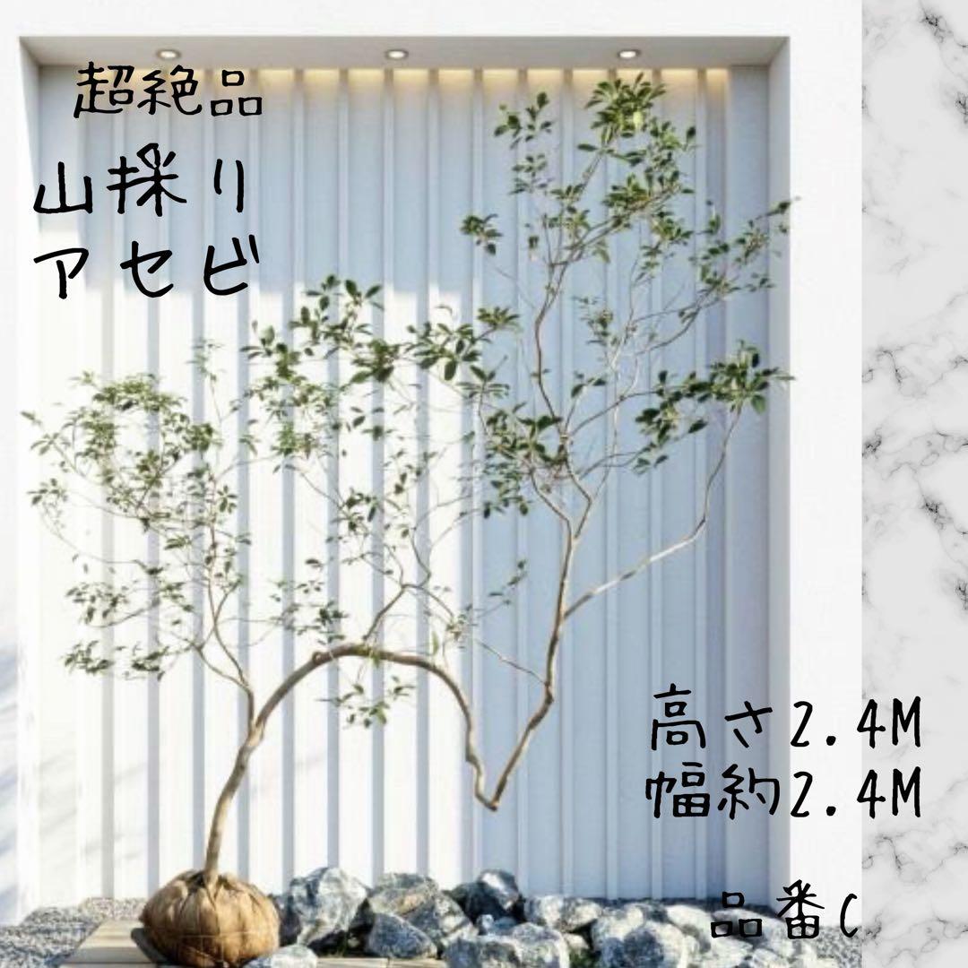 鹿の谷なう様リクエスト品 山採りアセビ2本セット(エリア限定自社配送