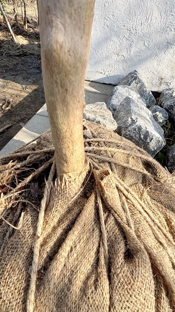 鹿の谷なう様リクエスト品 山採りアセビ2本セット(エリア限定自社配送