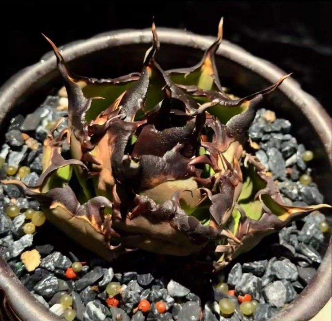 アガベ・チタノタ・黒王・龍球会の金・厚重濃黑棘・親株出品・本物保証