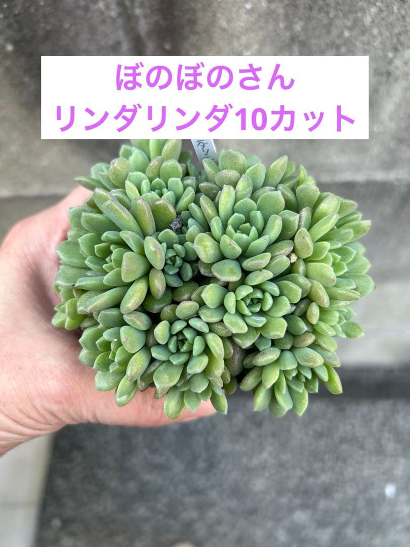 ぼのぼのさん リンダリンダ10カット - メルカリ