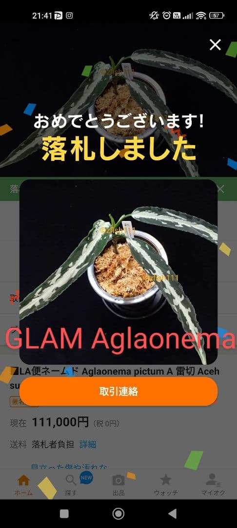 アグラオネマ ピクタム A 雷切 LA0914-3ss】 LA便 ネームド株 - メルカリ