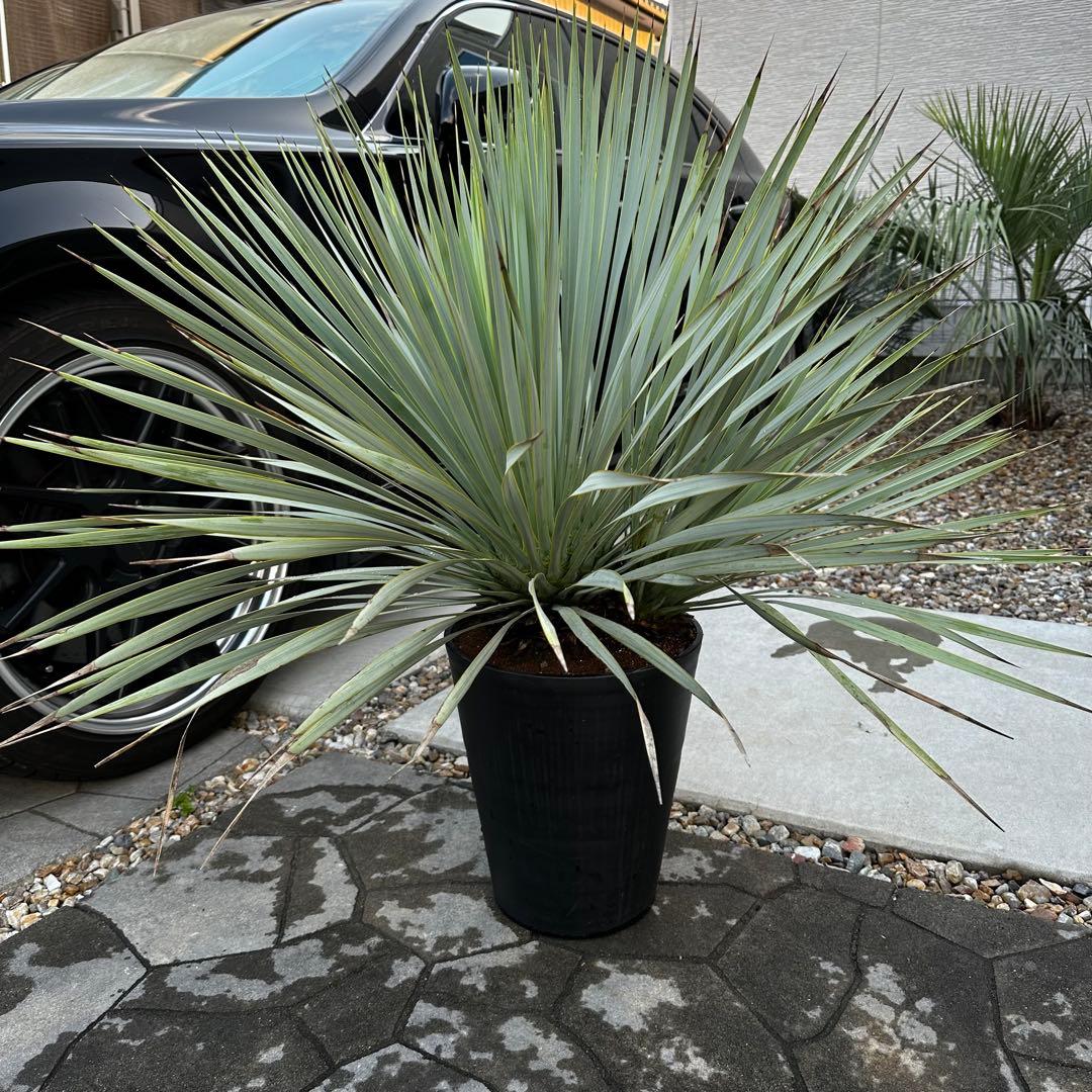 ユッカロストラータ 希少 ダブルベッド※引き取り限定 名古屋市 - メルカリ