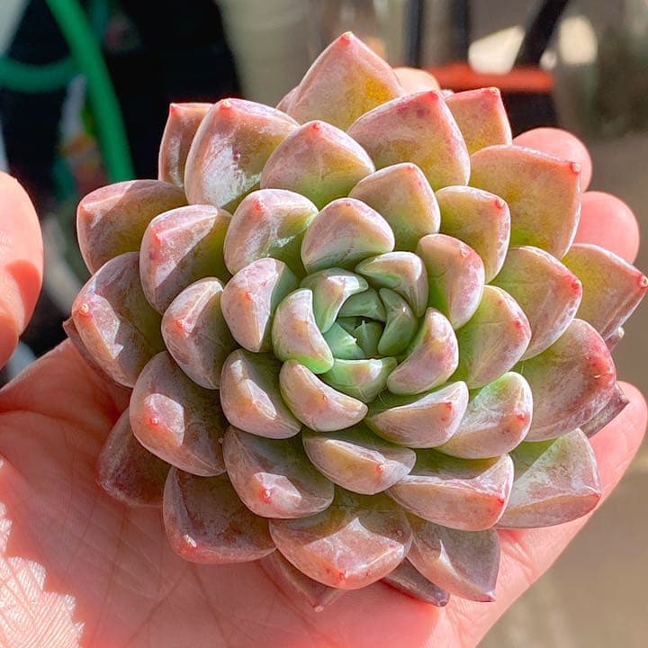 超どっしり　ムアレ