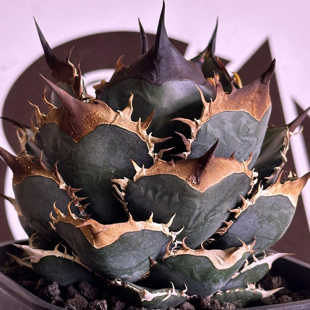 521【上澳園芸】 アガベ チタノタ 緑犀牛 良質子株 - メルカリ