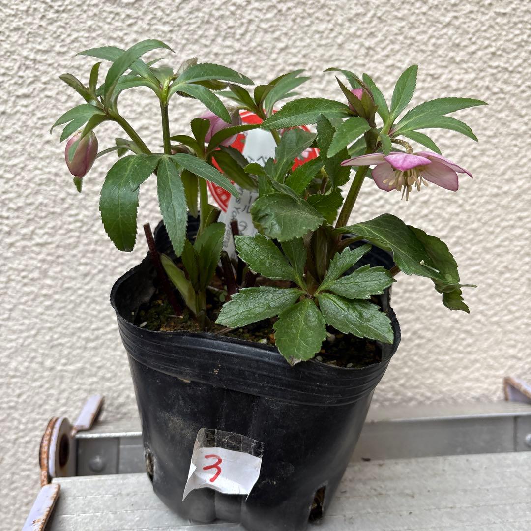 横山園芸 クリスマスローズ ベビードール ピコティー ポットごと発送