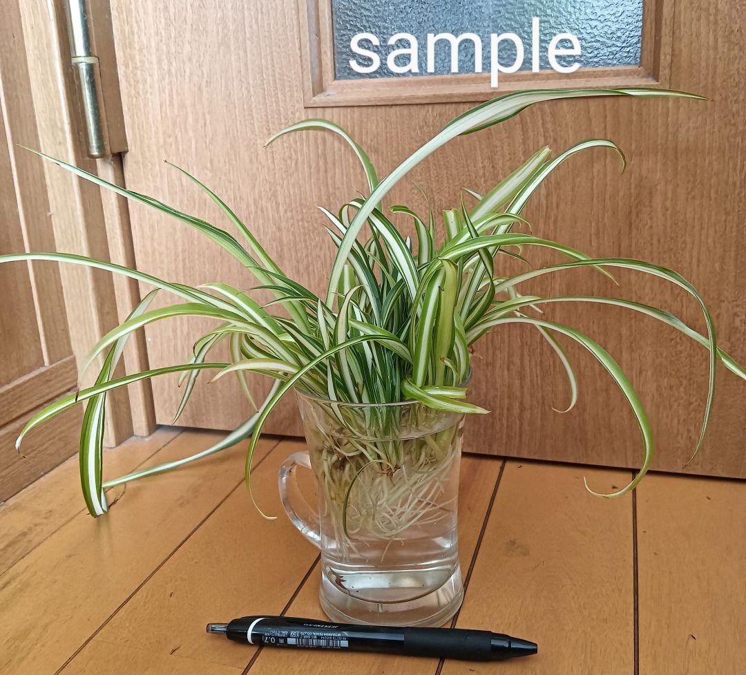 中斑 オリヅルラン 4株 大苗 空気清浄 ホルムアルデヒド除去