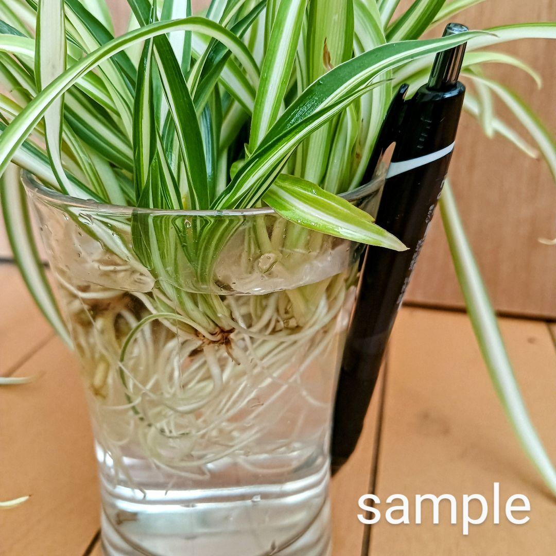 中斑 オリヅルラン 4株 大苗 空気清浄 ホルムアルデヒド除去