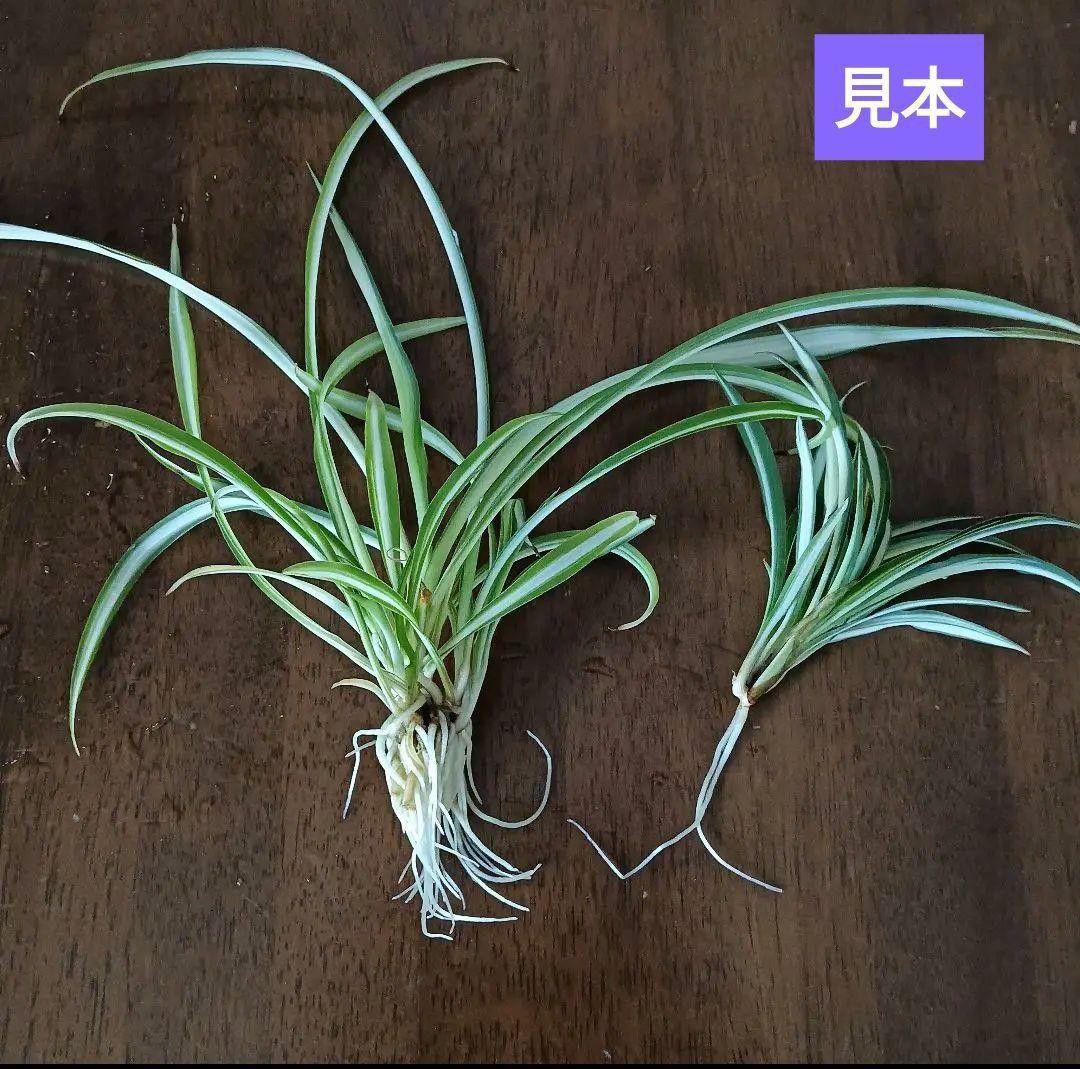 中斑 オリヅルラン 4株 大苗 空気清浄 ホルムアルデヒド除去