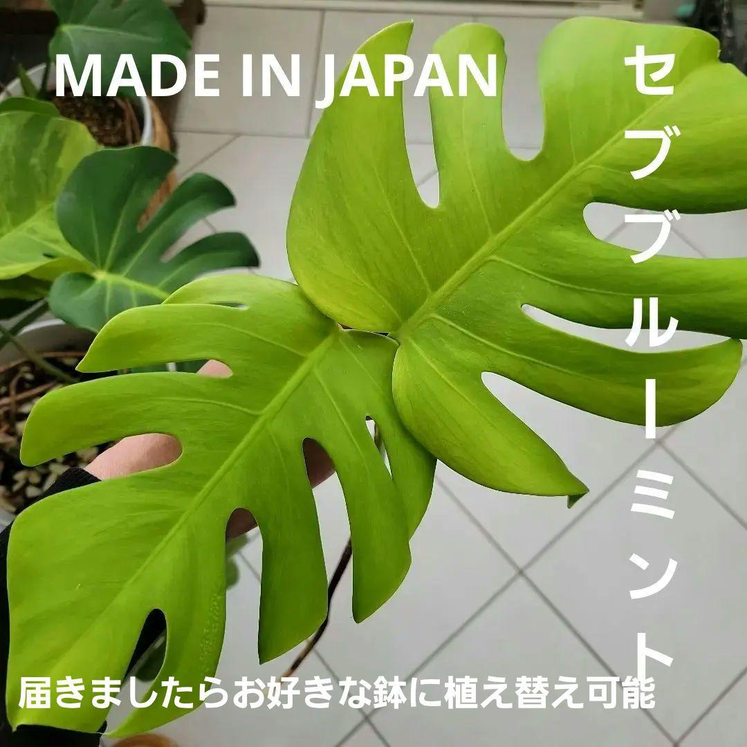 斑入りモンステラ☆パステル系セブブルーミント☆トップカット発根済み