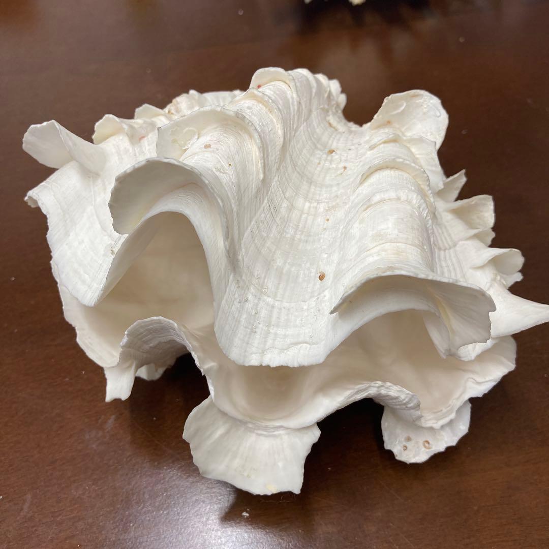 ヒレシャコガイ ヒレシャコ貝 貝殻 インテリア シャコ貝 - メルカリ