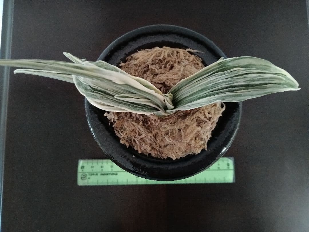 万年青「三笠錦]