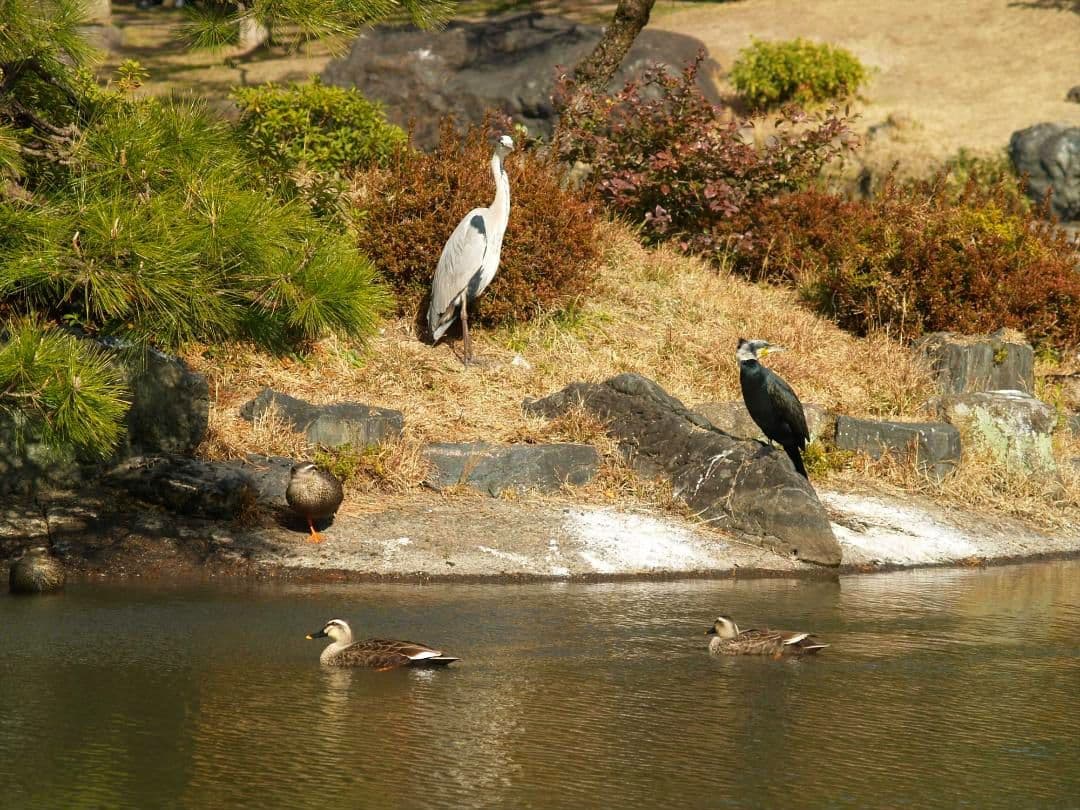 レンズ(ズーム) OLYMPUS ZUIKO DIGITAL 40-150mm F3.5-4.5