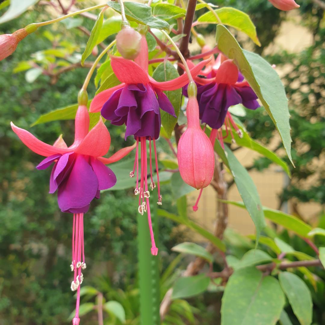 フクシア 苗 N1 - メルカリ