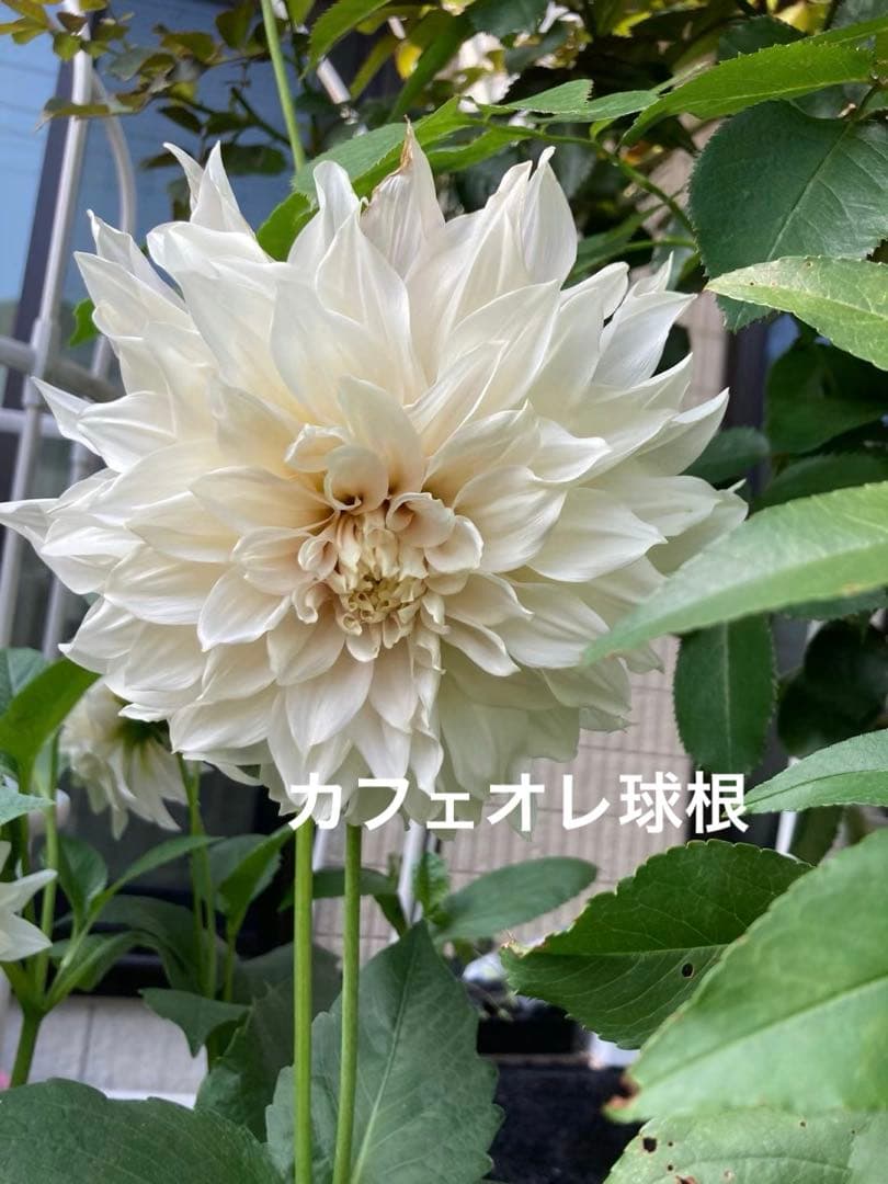 ダリアカフェオレ球根3 超希少 - メルカリ