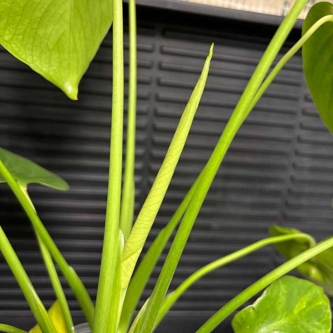 ラスト1 ❗️ レア モンステラ デリシオーサ 羅紗丸葉 双頭龍 元斑入り