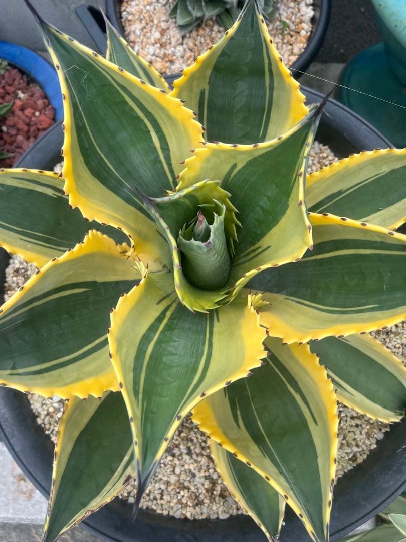 アガベ リップルエフェクト - メルカリ