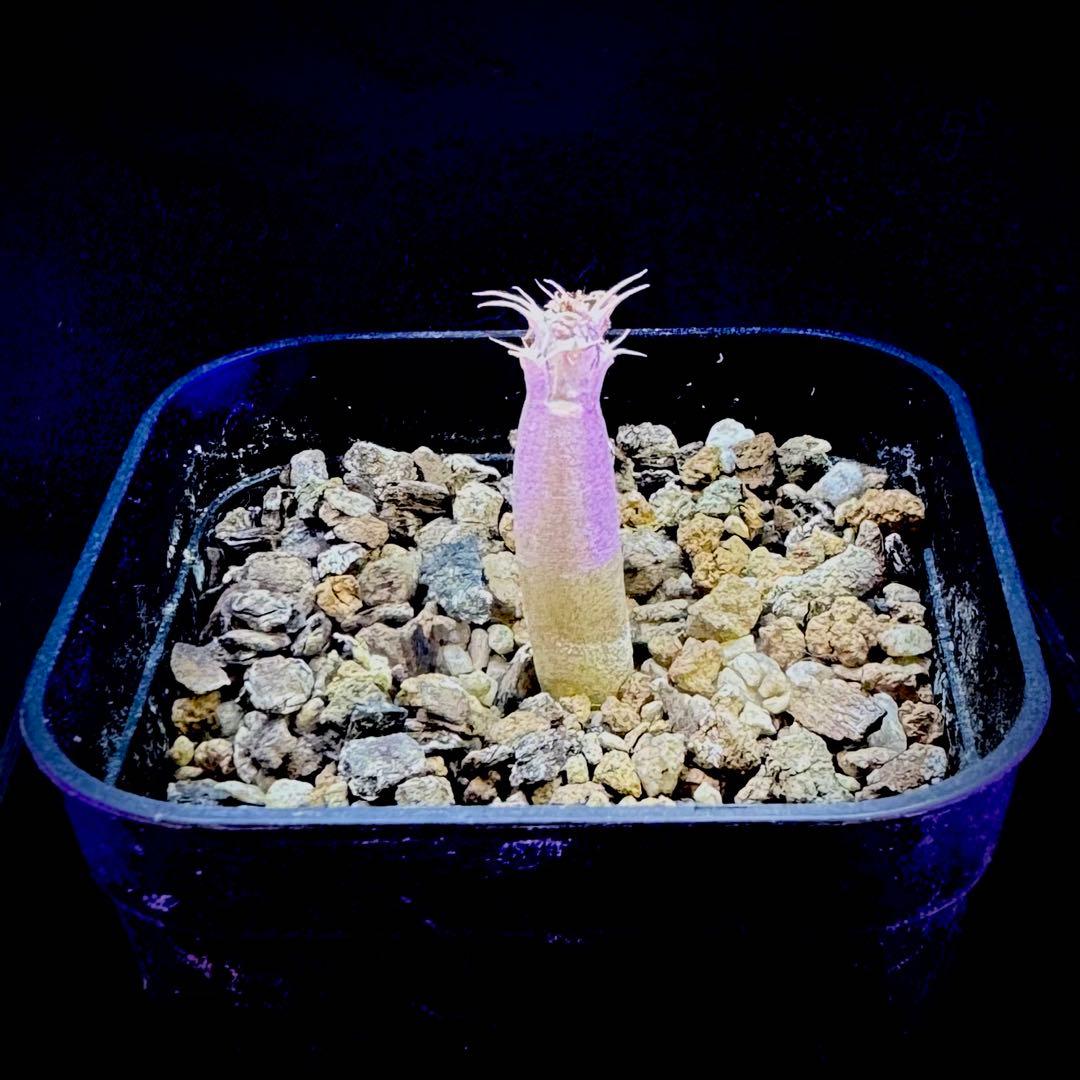 パキポディウム レアリー 実生 塊根植物 コーデックス - メルカリ