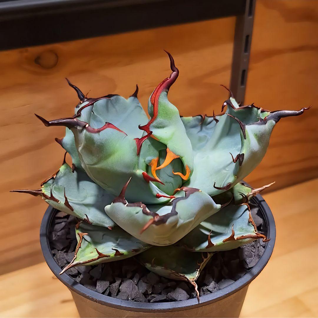 アガベ チタノタ × ブルーグロー 子株 ハイブリッド - メルカリ