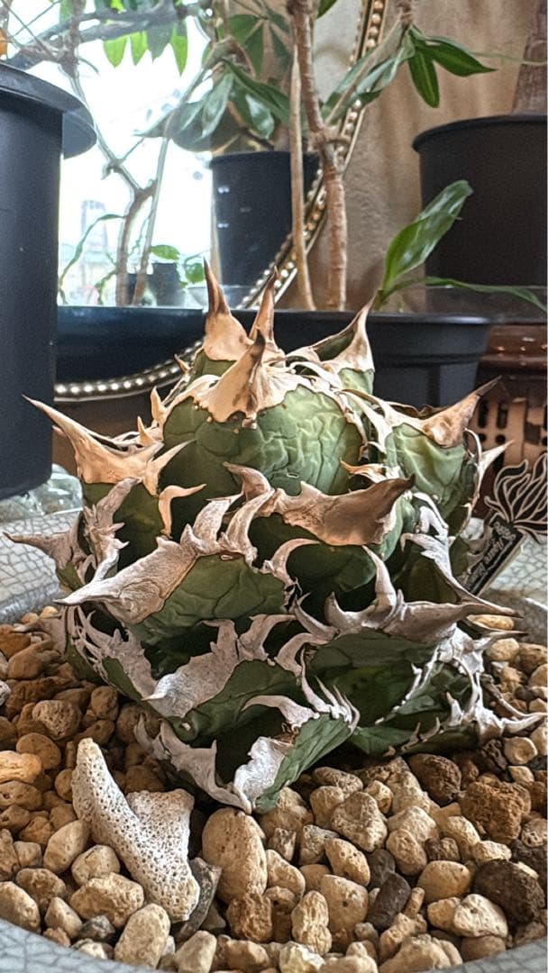 アガベ チタノタ 皇冠 クラウン ドベクラ ) ivory 冰雹 studs - メルカリ