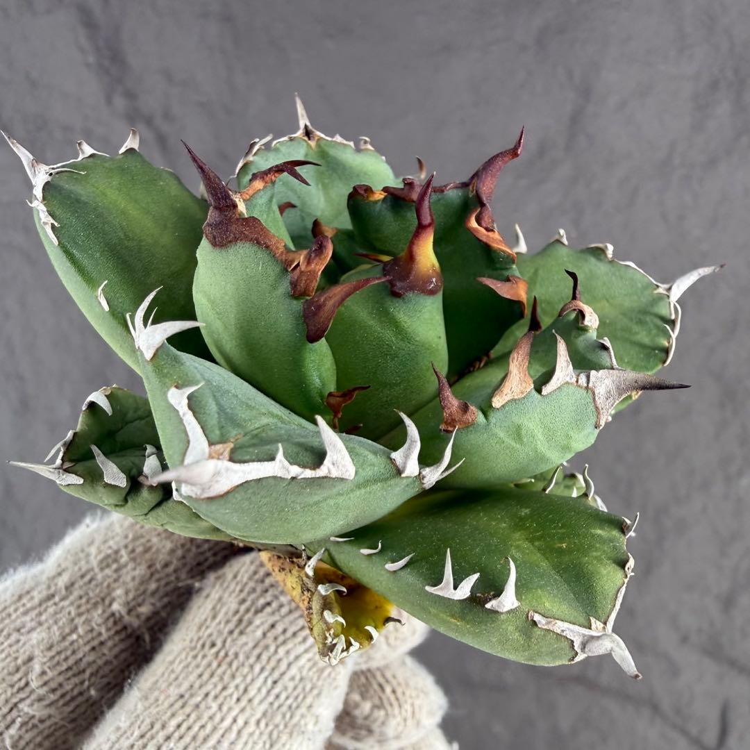 アガベ チタノタ“牡丹厳龍”】スーパーコンパクト/極上ムチムチ/龍球會