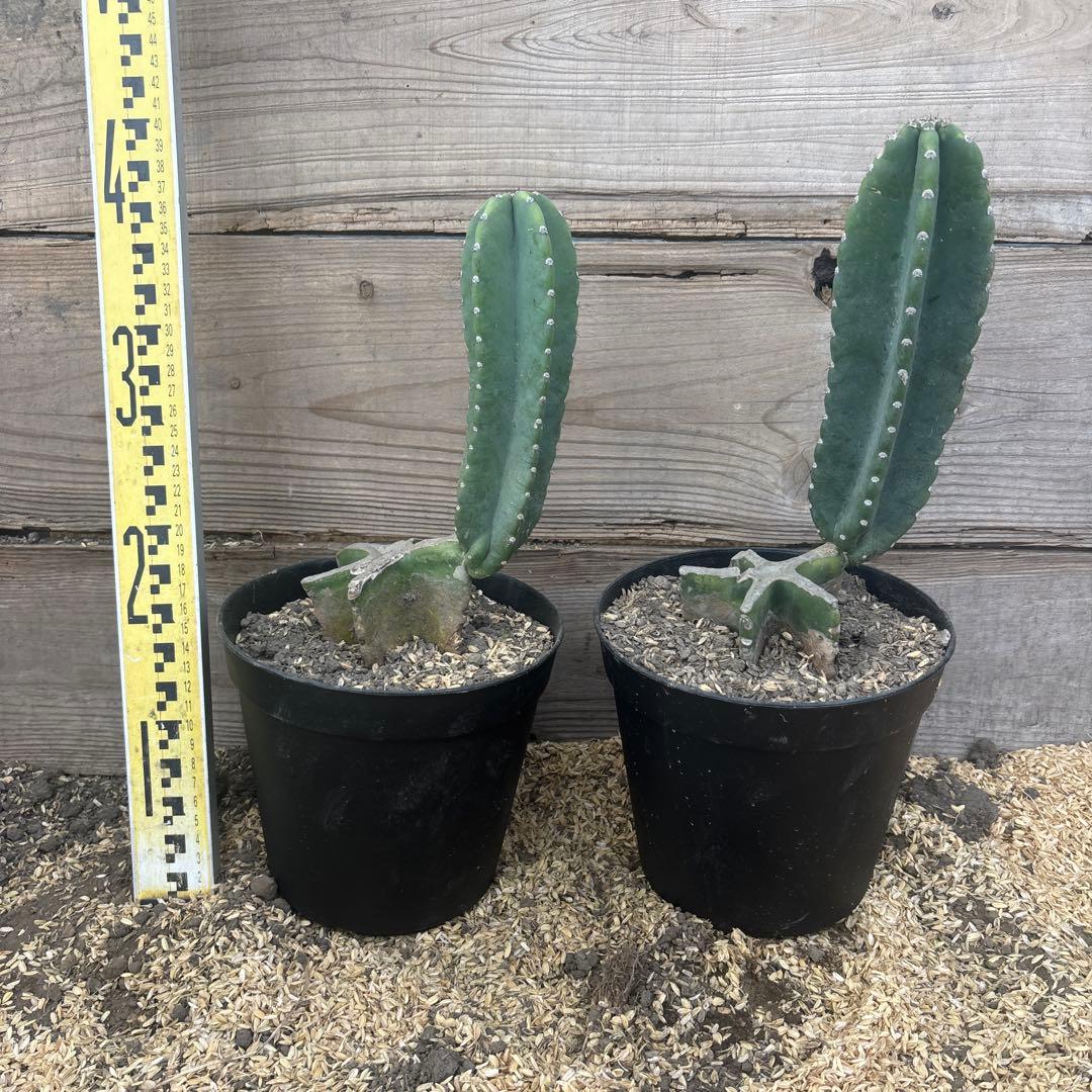 売り切り越冬 柱サボテン 鬼面角 発根 ドライガーデン ロストラータ