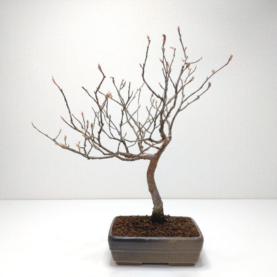 寒樹姫沙羅（ヒメシャラ）盆栽 SS030 寒樹姫沙羅（ヒメシャラ）盆栽 SS030 - メルカリ