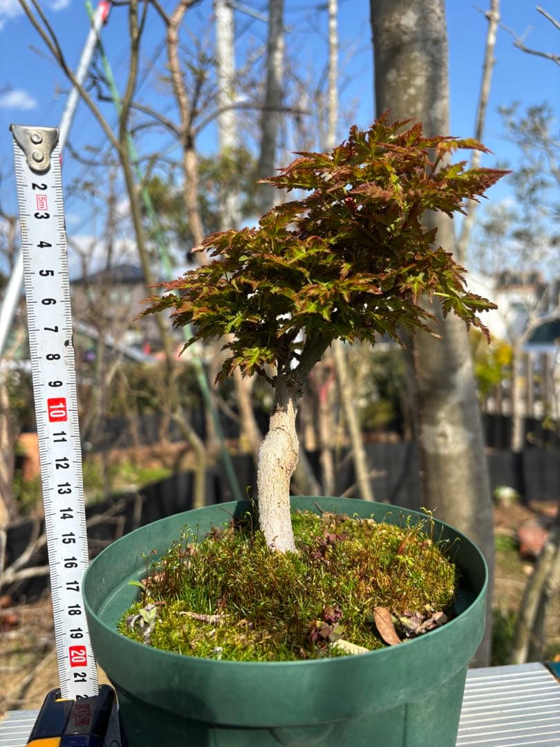 獅子頭もみじ 雄獅子もみじ セット販売 もみじ盆栽紅葉 小品盆栽