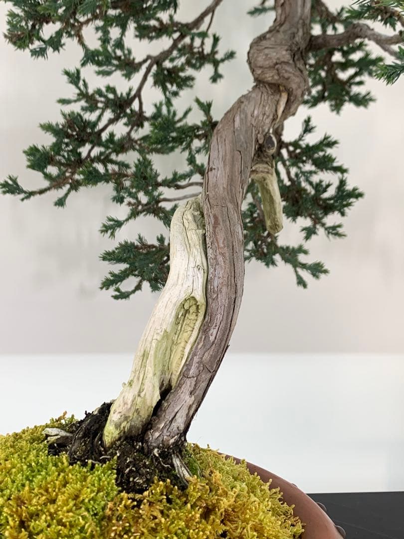 即鑑賞！枝落ちに風情感じる文人ソナレ（検索/赤松 黒松 真柏 シャリ