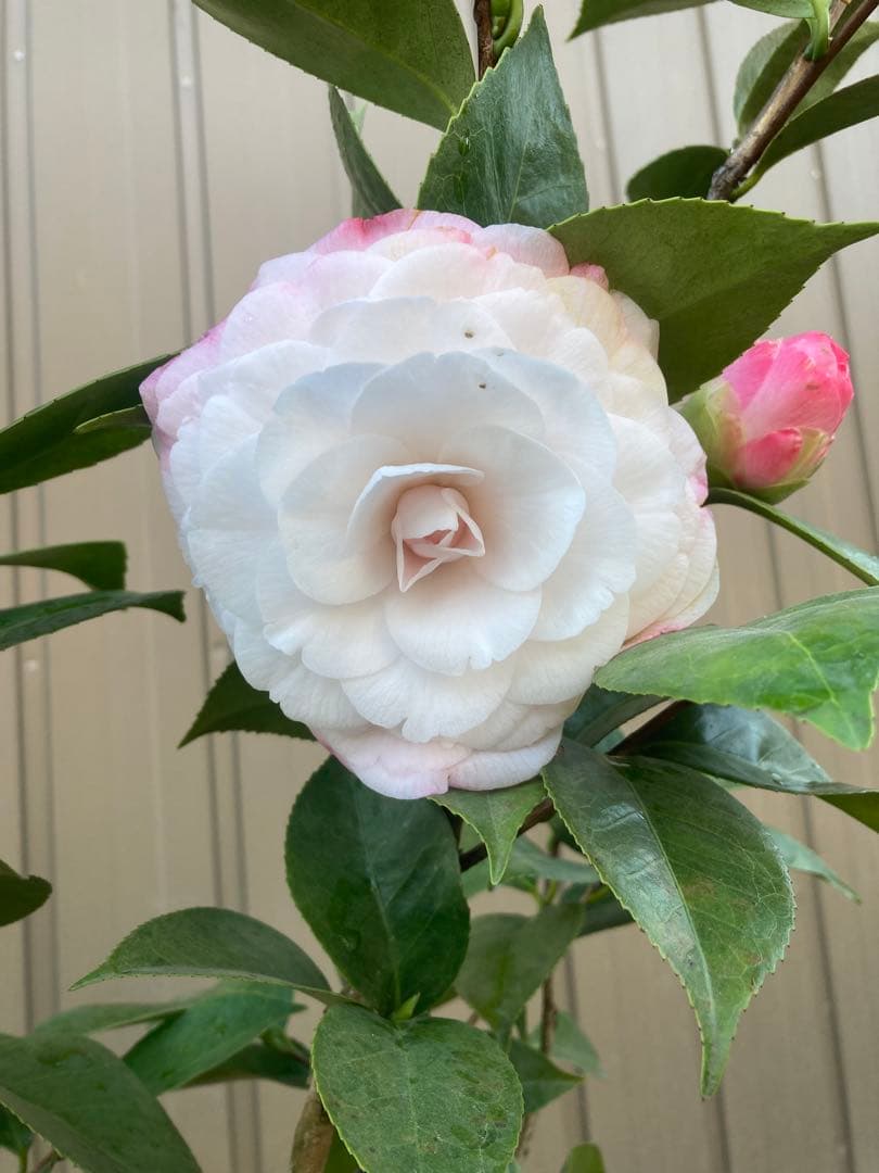 椿(ツバキ)接木苗 デザイア - メルカリ