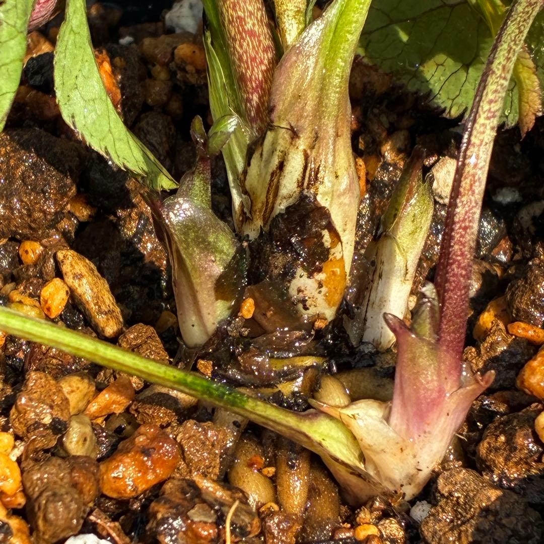 ま*ぎ様 3538☘️蕾花タグ付き☘️⭐️渋み紅ピンク⭐️超小輪⭐️超コンパクト