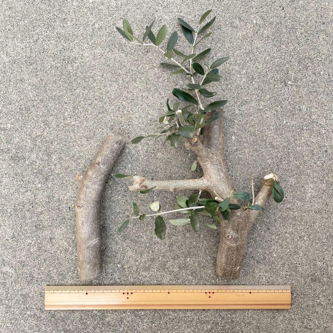 オリーブ 挿し木 太木挿し - メルカリ