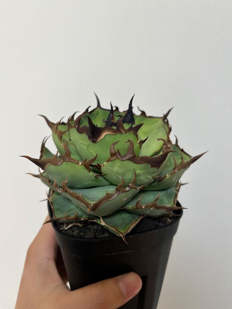現品】アガベ チタノタ 黒犀牛 大株 - メルカリ