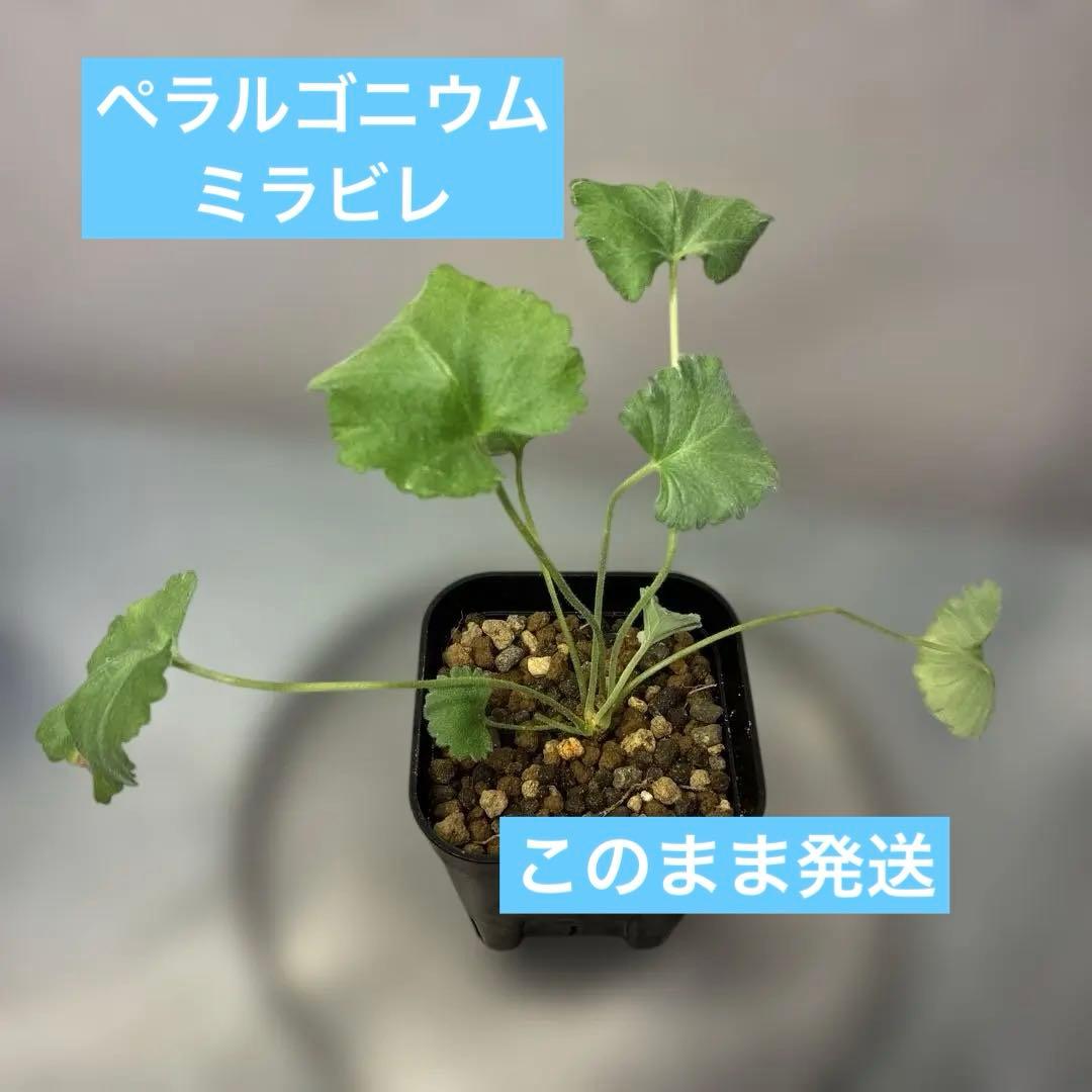 ラスト1株！このまま発送 ペラルゴニウム ミラビレ 根挿し 8 - メルカリ