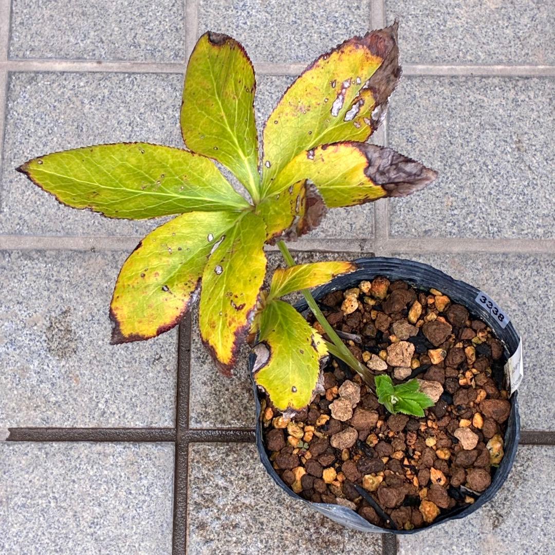 ヒ*イ様 ☘️ラスト2☘️蕾付き☘️タグ付き☘️3338⭐️超ボリュームSD⭐️