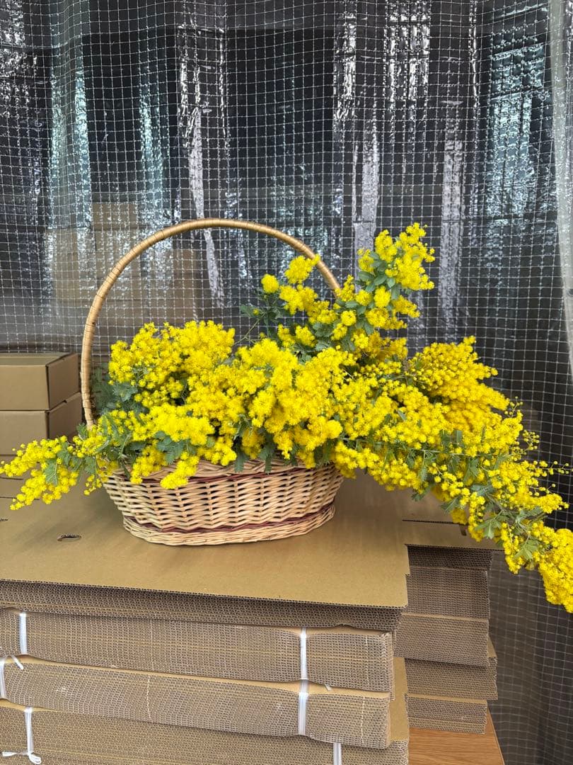 フレッシュミモザ セール中 2888→2333円 - メルカリ