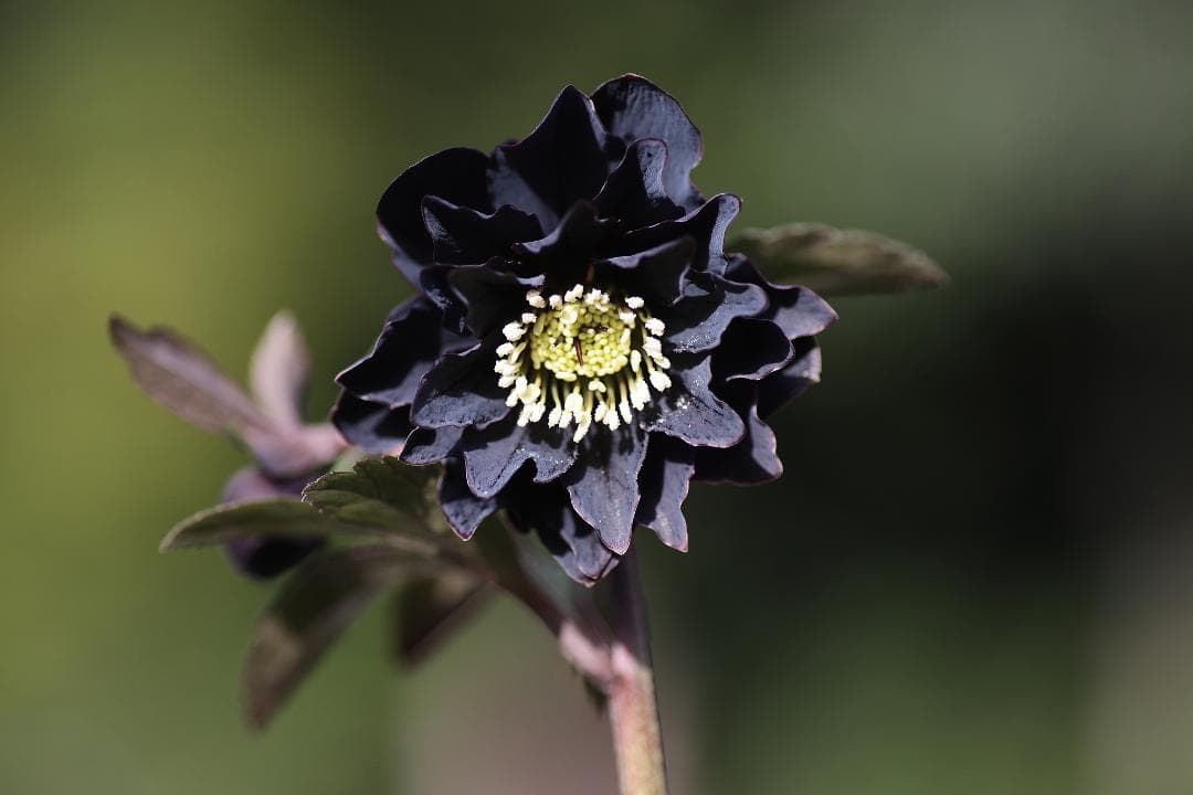 クリスマスローズ 開花株 八咫烏hyb（セルフ） - メルカリ