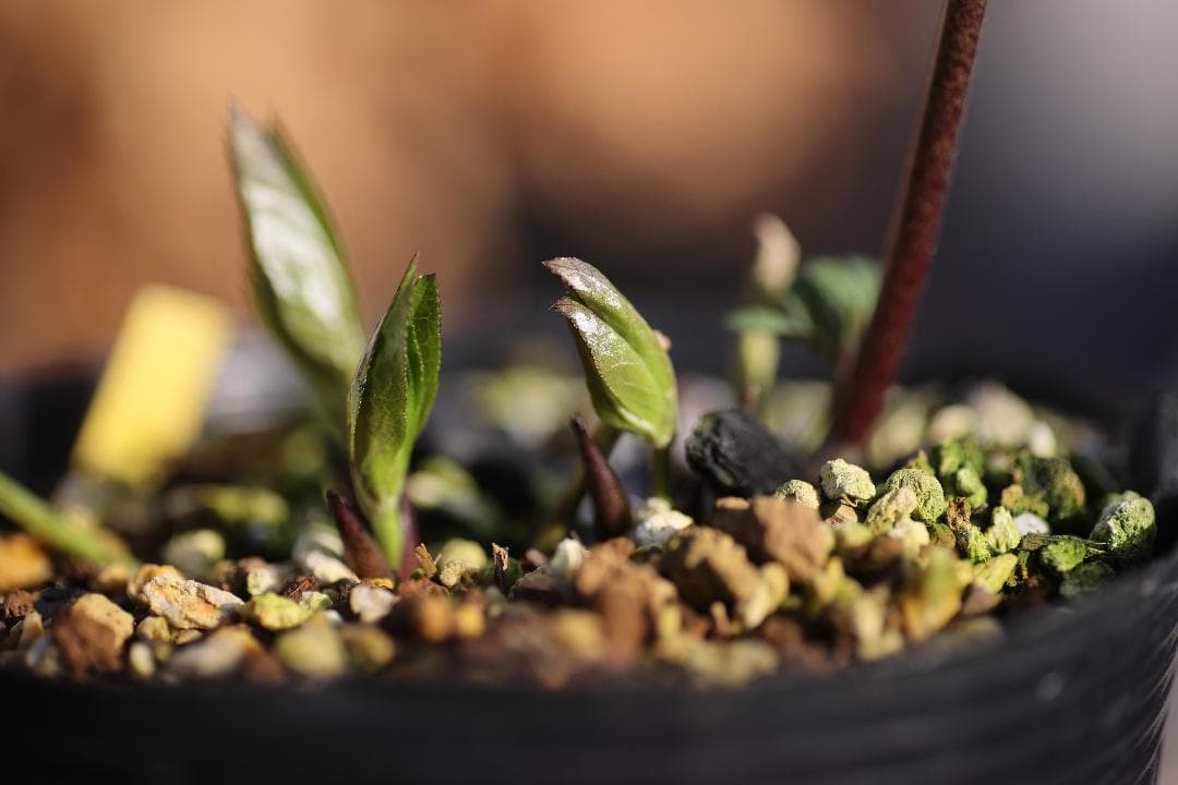 クリスマスローズ 開花株 八咫烏hyb（セルフ） - メルカリ